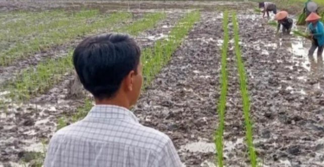 德林达依省勃生市局势紧张 严重影响地区务农工作的开展