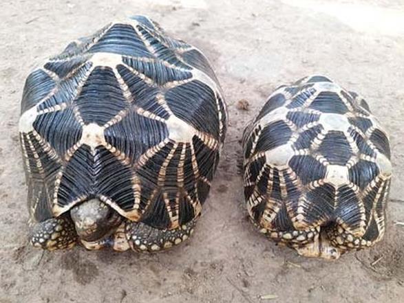 缅甸本土珍稀动物星龟在曼德勒省敏宋山地区茁壮成长