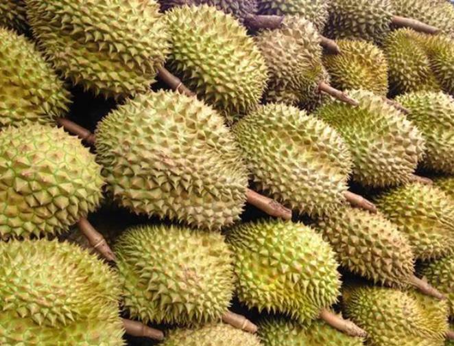 德林达依省格林昂县区出产的泰国品种榴莲热销
