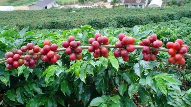 曼德勒省彬乌伦县区今年扩大种植了咖啡作物4,800多英亩