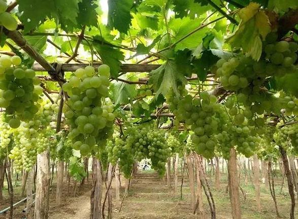 马奎省本漂县区葡萄种植成功农民们扩大种植