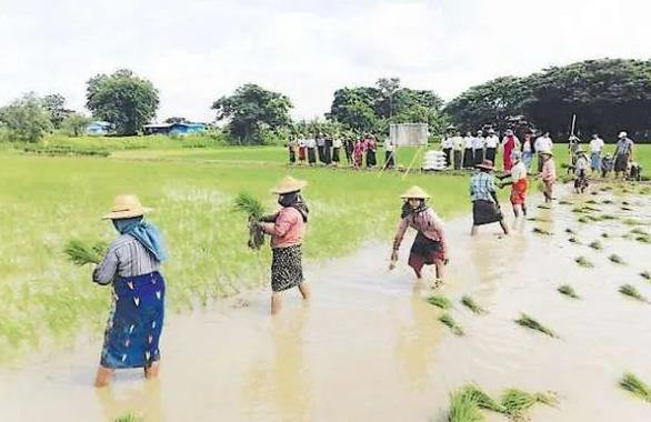 实皆省那加民族自治区完成了雨季稻69%的种植工作