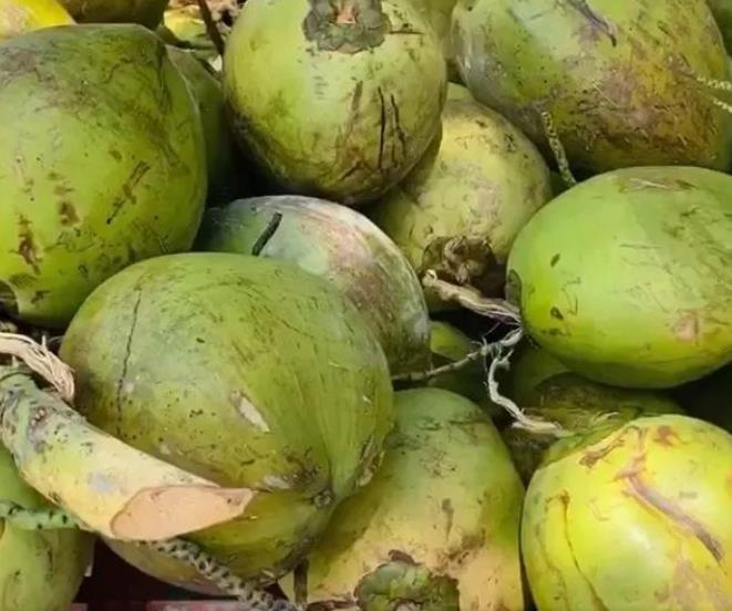 缅甸椰子产量约 20% 用于出口
