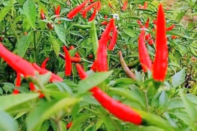 实皆省今年雨季规划种植5,570英亩辣椒已完成近1,500英亩