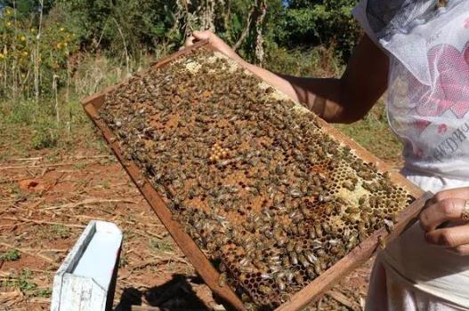 缅甸国内养蜂业发展从事养蜂业人员有800多人