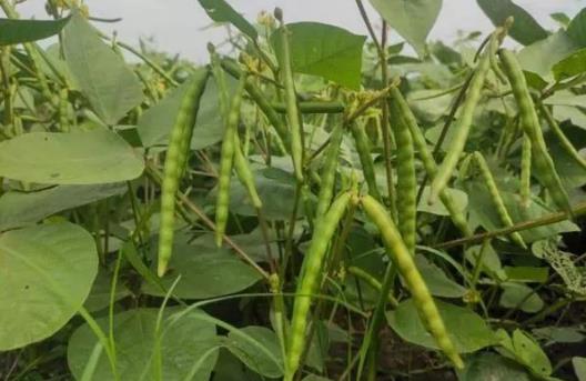 实皆省甘布鲁专区在雨季期间已完成了雨绿豆60%多的种植工作