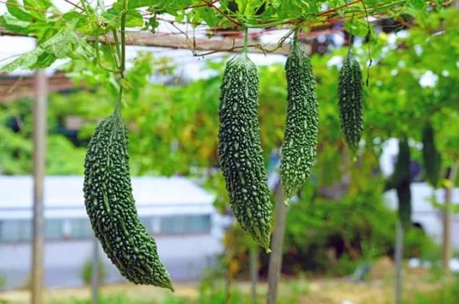 曼德勒省巴定基县区农村地区种植苦瓜农夫们获得收益