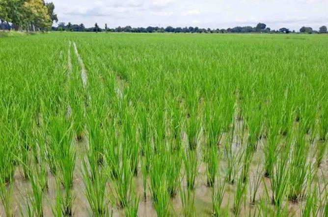 实皆省温托县区今年规划种植雨季稻38,000多英亩