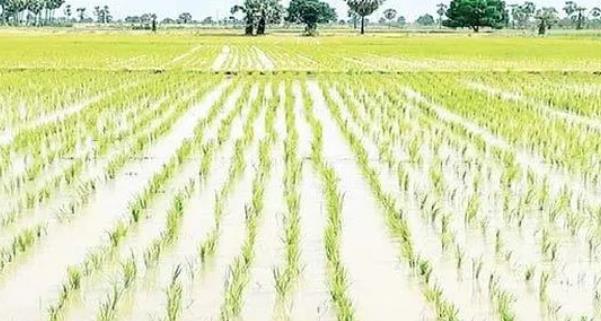 勃固省达雅瓦底专区完成雨季稻51万多英亩